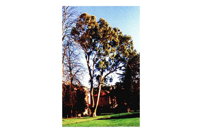 Eucalipto (Eucalyptus globulus)