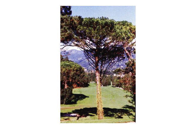 Pino Domestico (Pinus pinea)