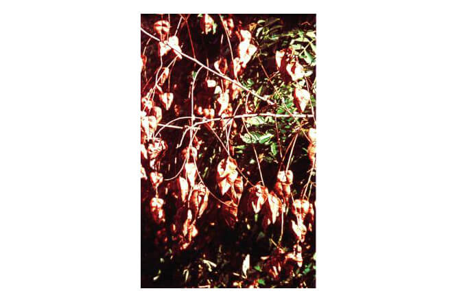 Koelreuteria (Koelreuteria paniculata)