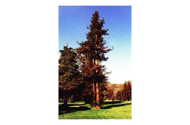 Sequoia (Sequoia sempervirens)